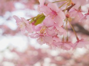 15.3.25 桜