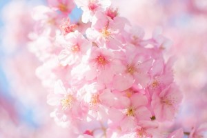 3月【桜】3
