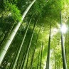 まこと